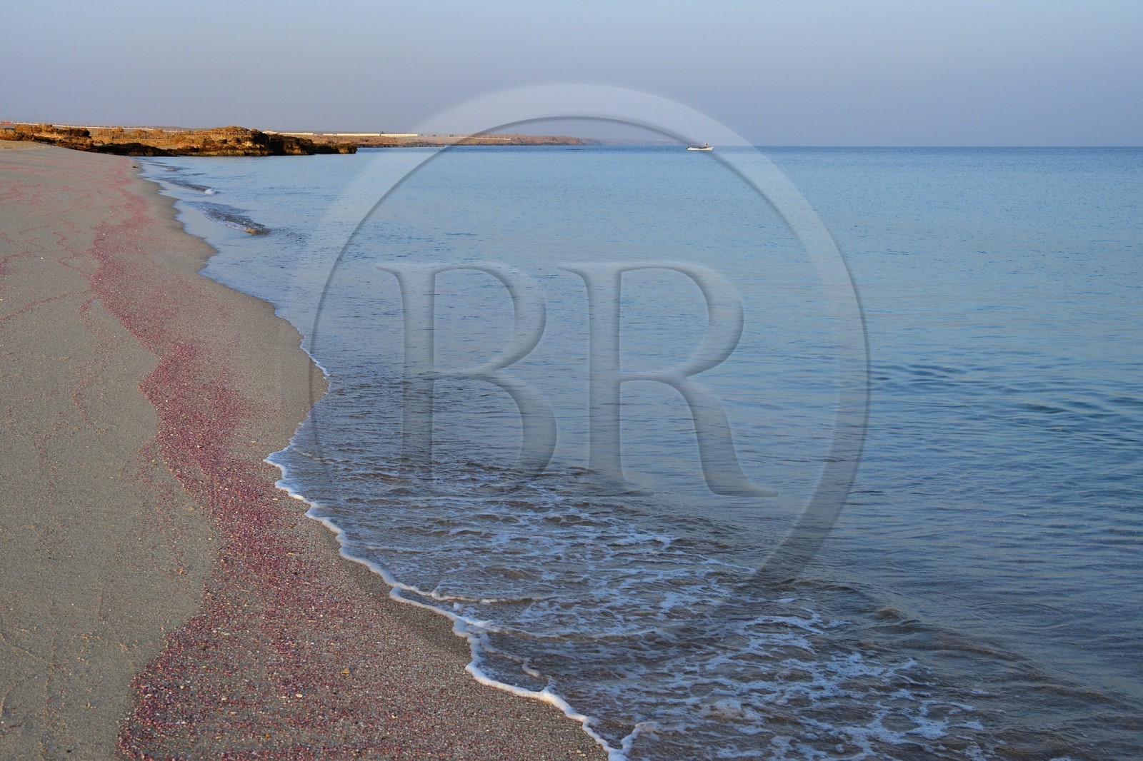 Sultanat d'Oman, gouvernorat de Ash Sharqiyah du Sud, Ras al Hadd, plage couverte de coquillages roses