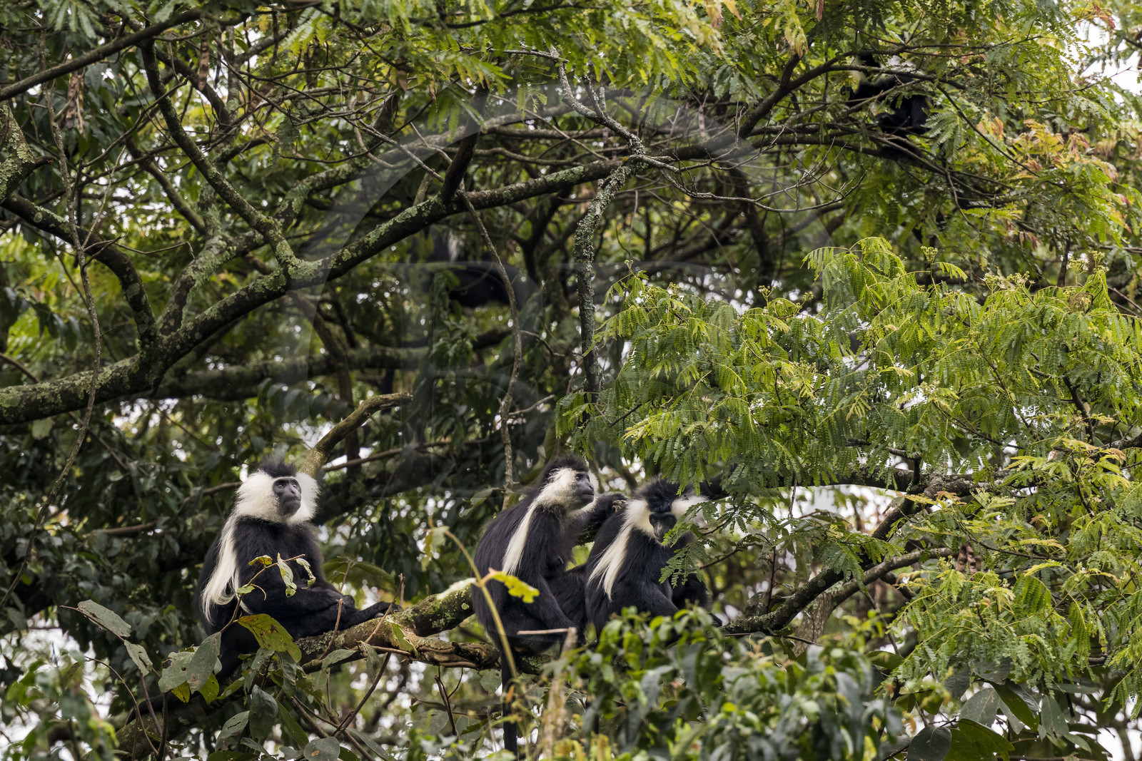 Rwanda, Province de l’Ouest, Gisakura, Parc national de Nyungwe, Colobes de Ruwenzori (Colobus angolensis ruwenzorii) pendant un safari à pied dans la forêt tropicale humide naturelle