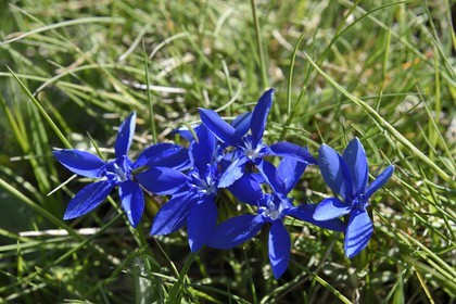 France, Alpes-Maritimes (06), parc national du Mercantour, Haute-Vésubie, vallon de la Gordolasque, gentiane printanière (Gentiana verna)