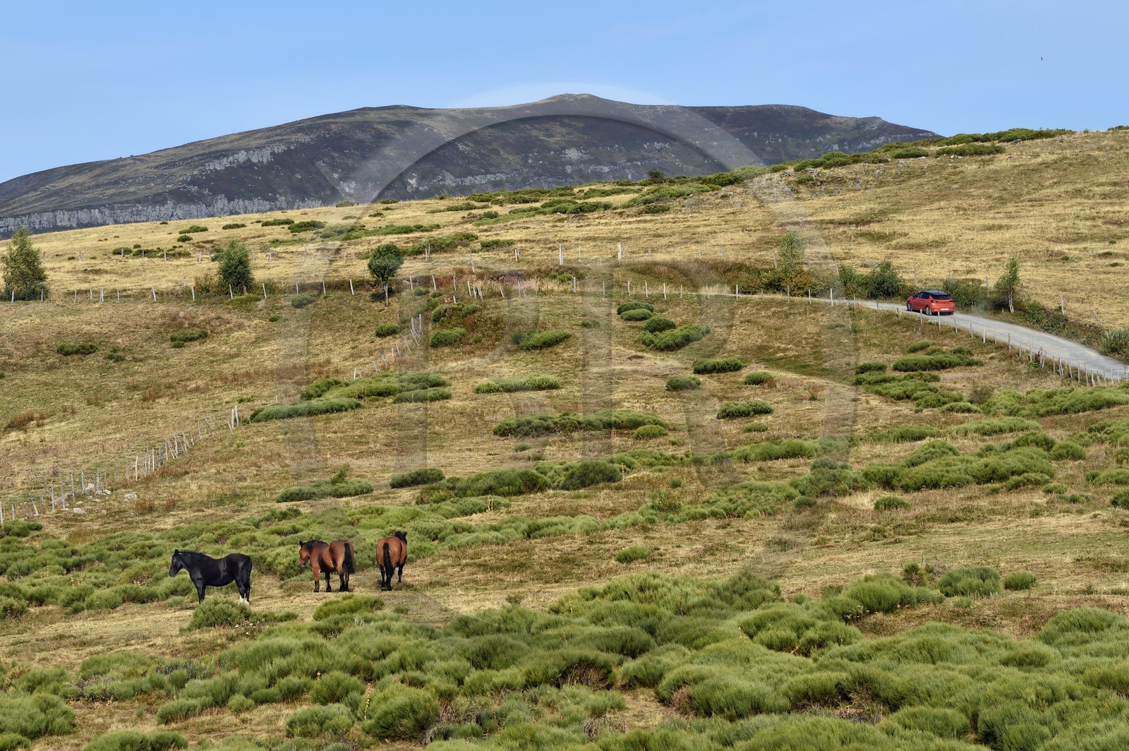 France, Cantal (15), Parc Naturel Régional des Volcans d’Auvergne, vallée de Brezons, chevaux à l'estive en altitude