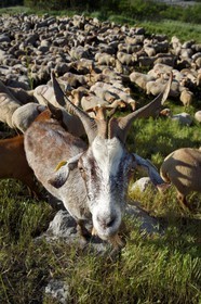France, Alpes de Haute Provence, Uvernet Fours, Mercantour mountain range, Ubaye valley, Bachelard valley towars the Cayolle pass (2326 m), herd of sheep and goats