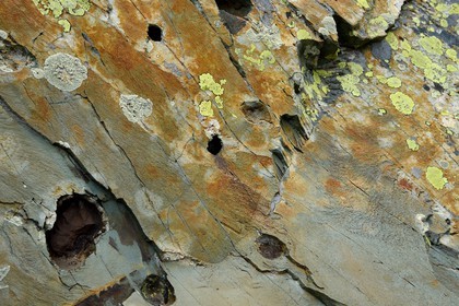 France, Alpes-Maritimes, parc national du Mercantour (Mercantour National Park), the Vallee des Merveilles (Valley of Wonders), rock rich in iron, iron nodules in a schist stone