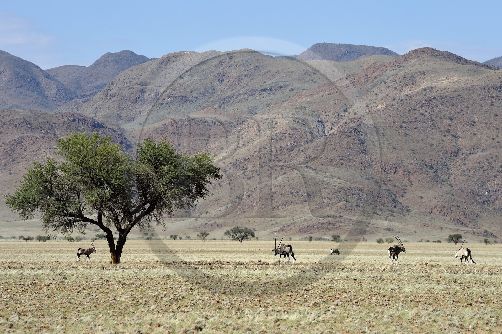 Namibie, région de Hardap, désert du Namib à l'Est du parc national Namib Naukluft dans la chaine de montagnes de Zaris, oryx gazelle ou gemsbok (Oryx gazella)