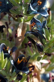 France, Var (83), Rayol-Canadel-sur-Mer, Domaine du Rayol, propriété du conservatoire du littoral mention obligatoire, le jardin des Méditerranées conçu par le paysagiste Gilles Clément, Jardin du Chili d'altitude, Pouya berteroniana