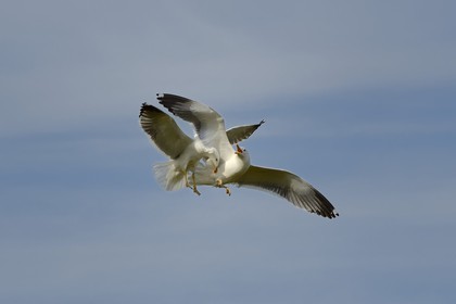 France, Finistere, La Foret Fouesnant, Glenan islands, Penfret island, seagulls fighting