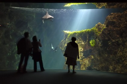 France, Charente-Maritime (17), La Rochelle, l'Aquarium, le grand aquarium des requins