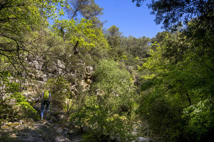 France, Vaucluse (84), Dentelles de Montmirail, Gigondas, randonneur traversant la rivière le Trignon dans le vallon