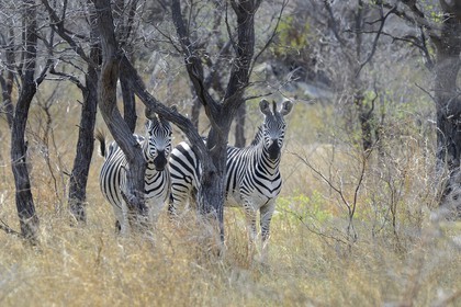 Zimbabwe, Matabeleland South Province, Matobo or Matopos Hills National Park, listed as World Heritage by UNESCO, Zebras (equus burchelli)