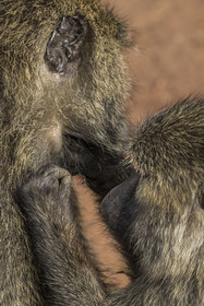 Rwanda, Akagera National Park, olive baboon (Papio anubis) delousing one of his congeners