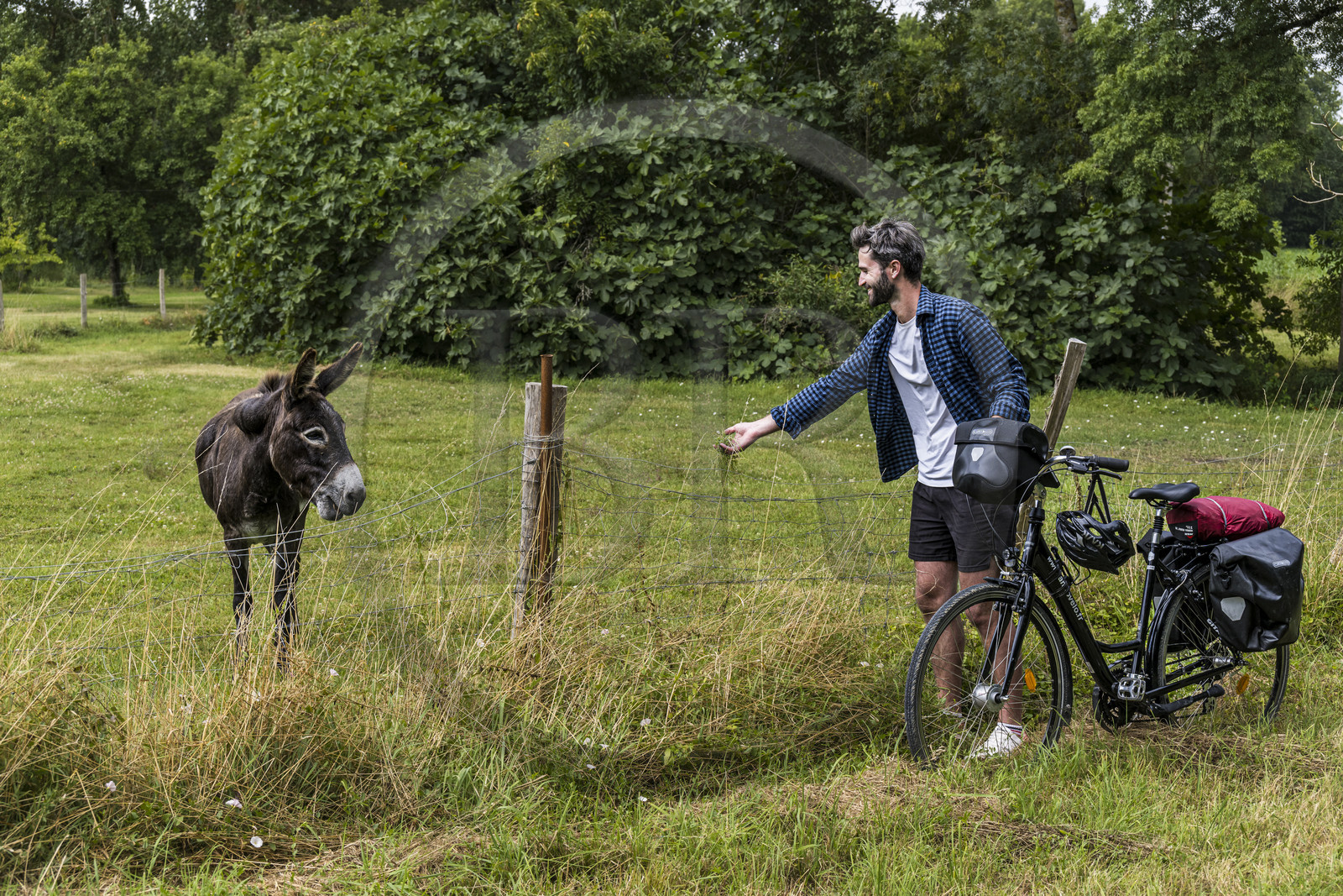 France, Deux-Sèvres (79), le Marais Poitevin, la Venise Verte, Coulon, randonnée à bicyclette, rencontre avec un âne