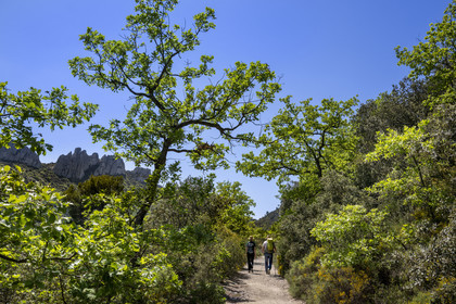 France, Vaucluse (84), Dentelles de Montmirail, Gigondas, randonneurs sur un sentier longeant les Dentelles Sarrasines au coeur du massif