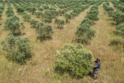 France, Var, Iles d'Hyeres, Parc National de Port Cros (National park of Port Cros), Porquerolles island, National Mediterranean Botanical Conservatory of Porquerolles, Bruno Dernazeau manages the orchards of olive tree collections (aerial view)