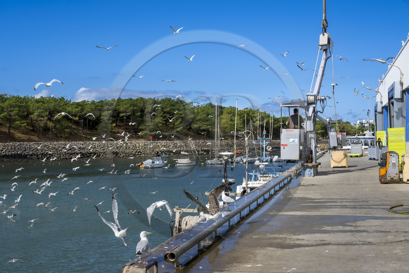 France, Vendée (85), Saint-Gilles-Croix-de-Vie, bateau à quai à la criée du port de pêche