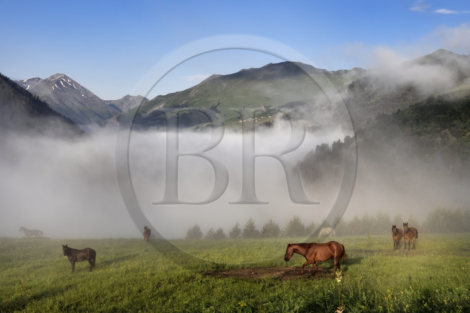 Géorgie, Kakheti, Parc national de Touchétie, Omalo, chevaux au pré