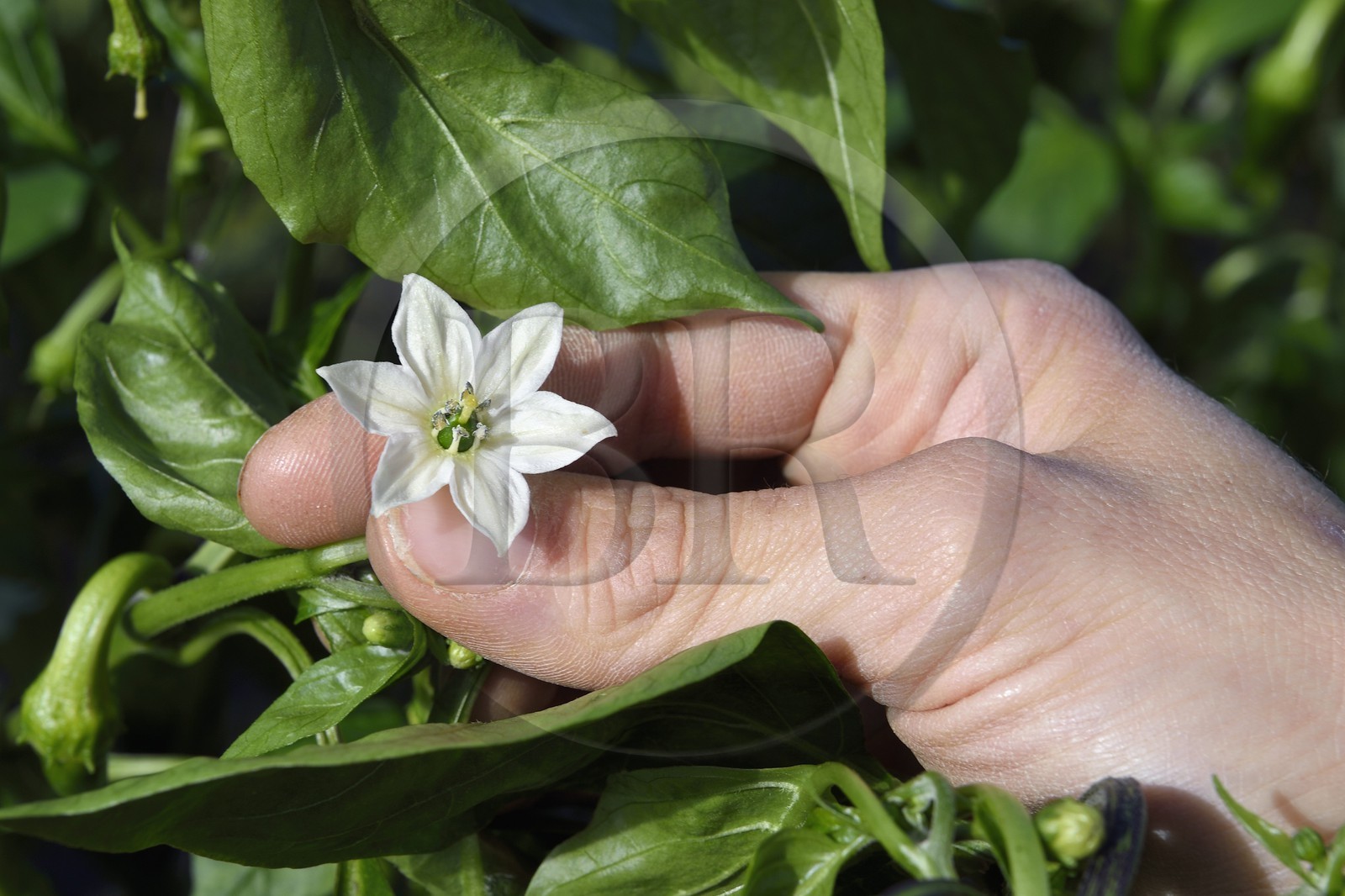 France, Pyrenees Atlantiques, Basque Country, Espelette, field of Espelette peppers, flower whose heart will become the pepper
