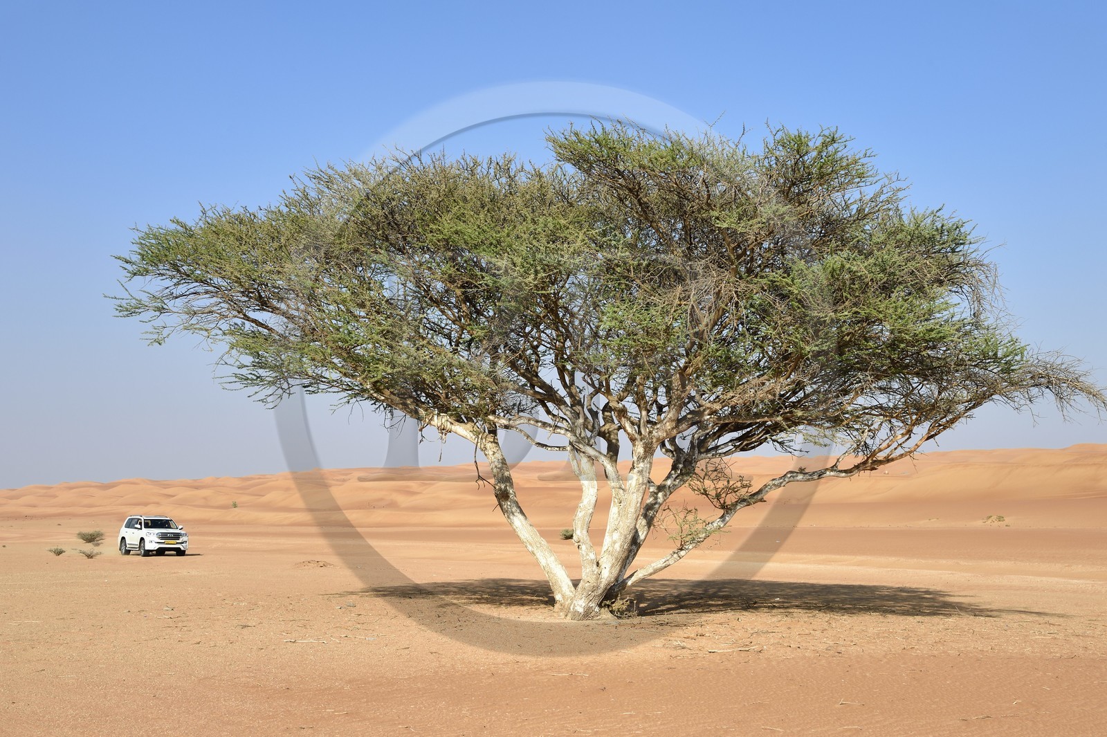 Sultanat d'Oman, gouvernorat de Ash Sharqiyah, désert des Wahiba Sands ou Sharqiya Sands, acacia