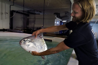 France, Pyrénées-Atlantiques (64), Pays-Basque, Biarritz, l'Aquarium - le Musée de la Mer, Jean Baptiste Nurenberg tenant un môle ou poisson-lune (Mola mola)