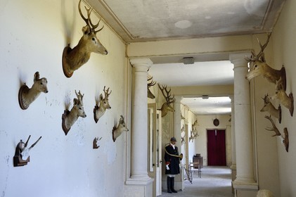 France, Charente-Maritime (17), Saintonge, Port-d'Envaux, Chateau de Panloy, la galerie de chasse avec les trophées