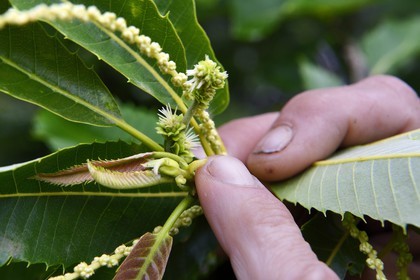 France, Var, Massif des Maures, Collobrières, chestnut tree, female flower at the fingertip and male flower on the stalk