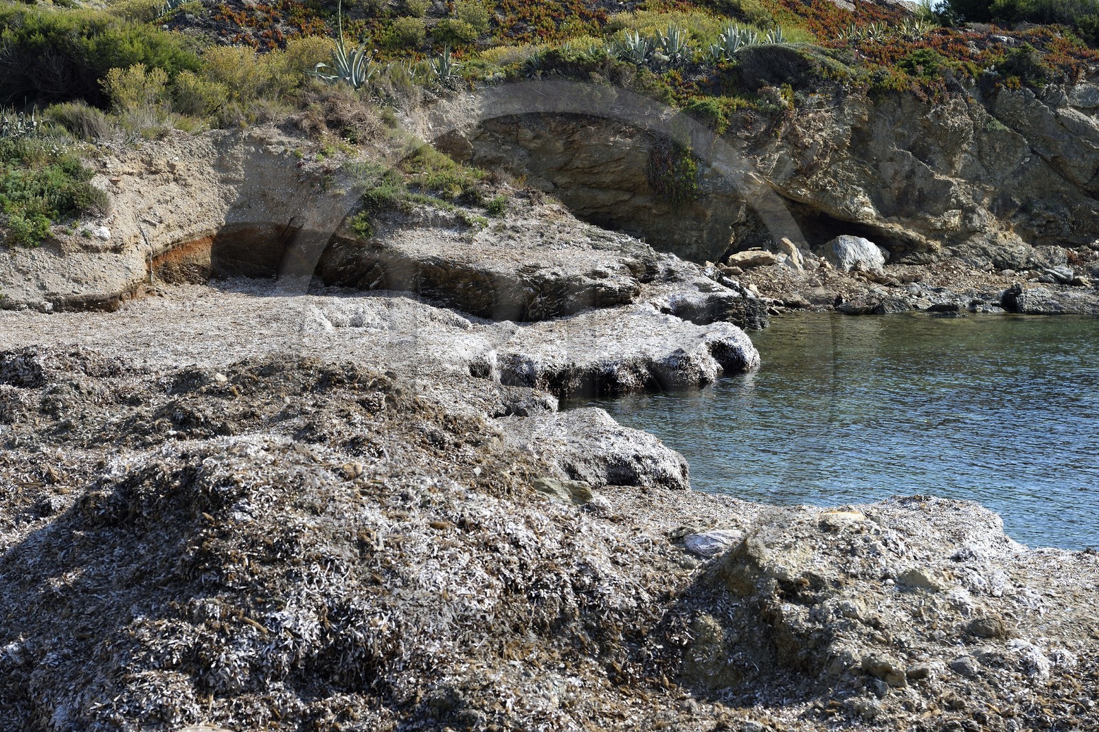 France, Var (83), Six-Fours-les-Plages, Ile des Embiez, plage de la Gabrielle recouverte de hautes banquettes de feuilles de l'herbier de posidonie