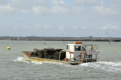 France, Charente-Maritime (17), le bassin Marrennes-Oléron au large de l'Ile d'Oléron, chaland à huîtres