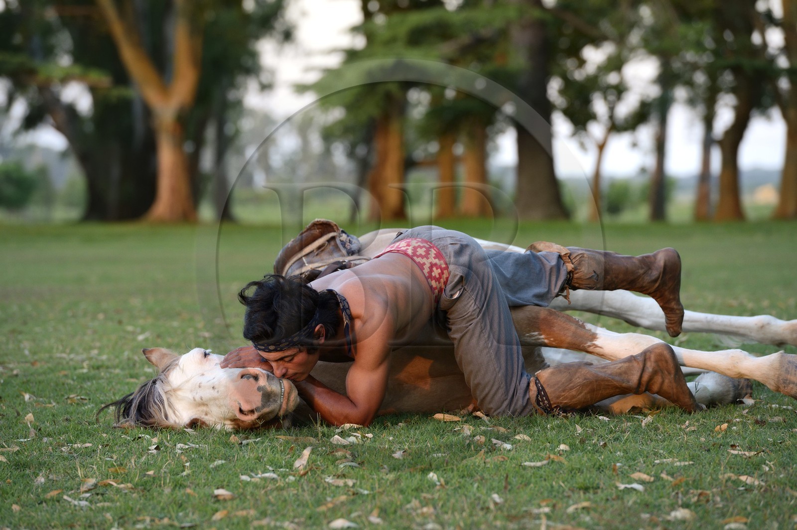 Argentine, province de Buenos Aires, San Antonio de Areco, estancia La Bamba de Areco, demonstration du savoir-faire d'un cavalier amerindien avec son cheval, le baiser au cheval