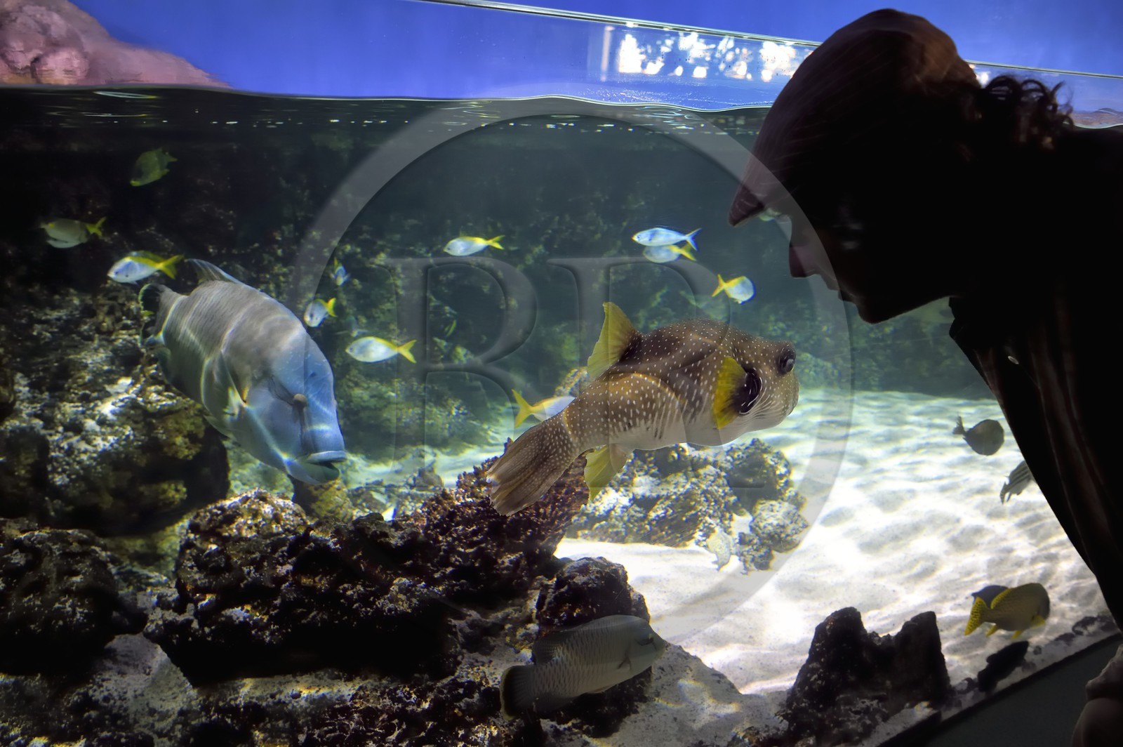 France, Charente-Maritime, La Rochelle, Aquarium La Rochelle, Compulsory Mention, Indo-Pacific zone, the lagoon, humphead wrasse (Cheilinus undulatus) left and white-spotted puffer (Arothron hispidus)