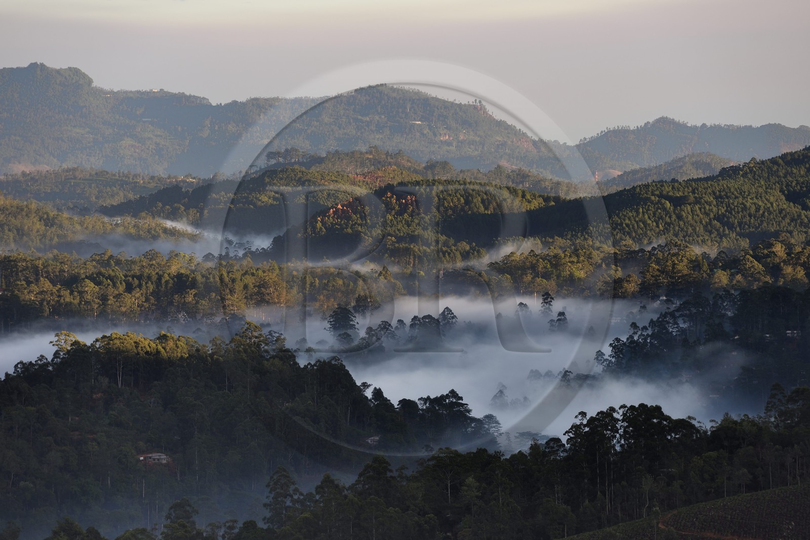 Sri Lanka, Province d'Uva, Haputale, la forêt sur les collines au nord de la ville