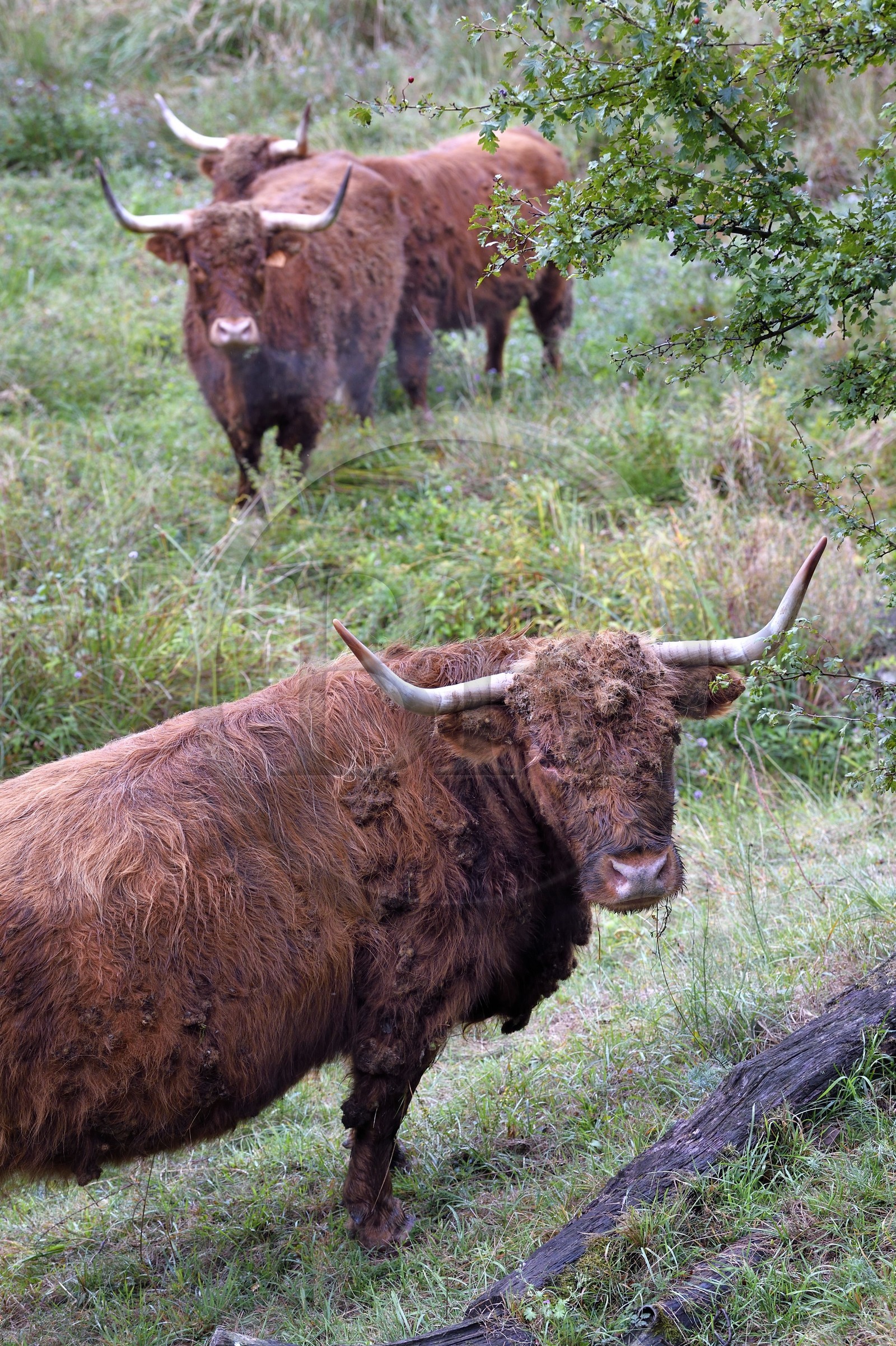 France, Bas-Rhin (67), Parc naturel régional des Vosges du Nord, Niedersteinbach, vaches highlands introduites dans les années 1990 pour débroussailler les friches humides de fonds de vallées