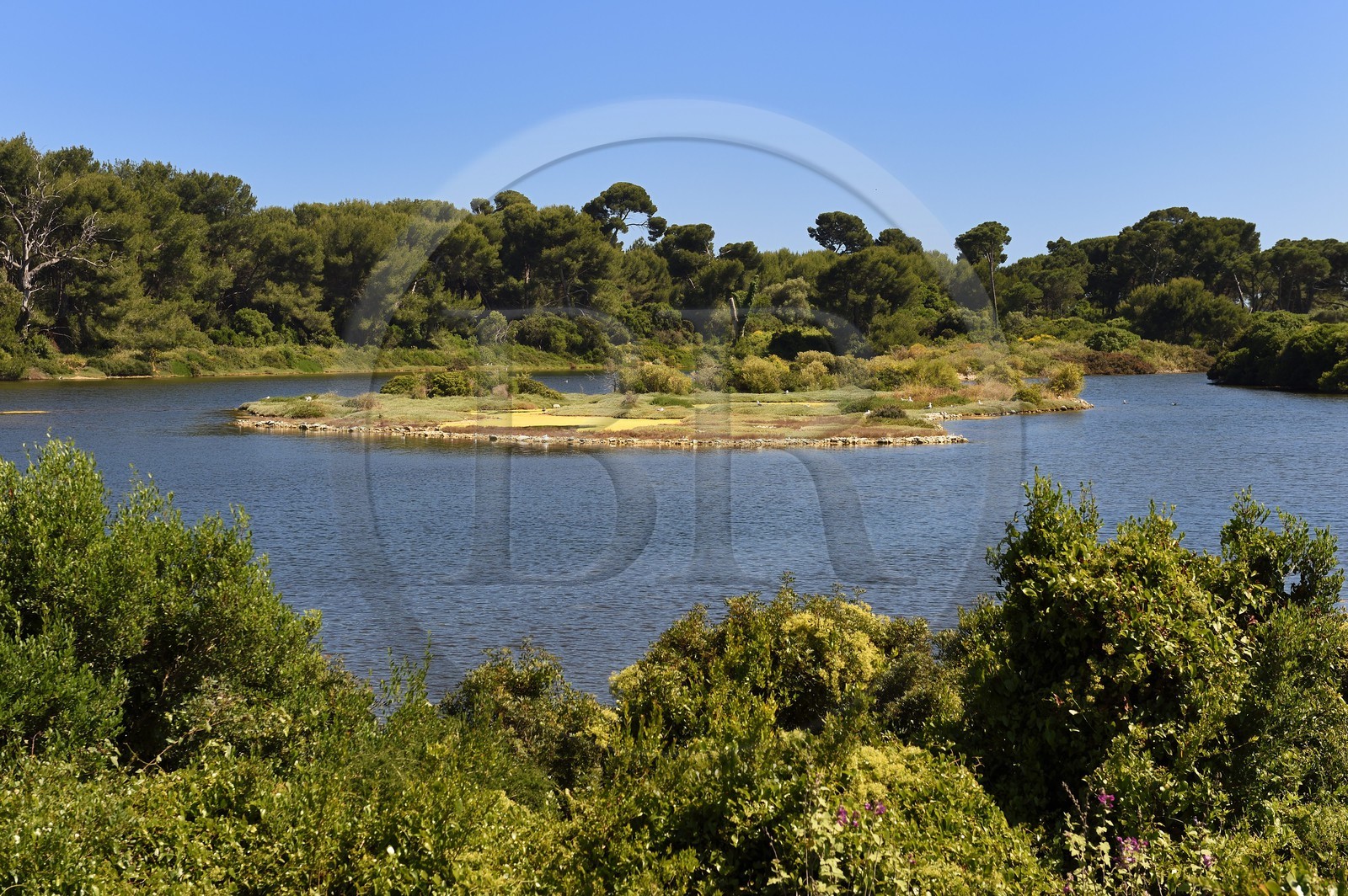 France, Alpes-Maritimes (06), Cannes, Iles de Lérins, Ile Sainte-Marguerite, réserve biologique domaniale, étang du Batéguier