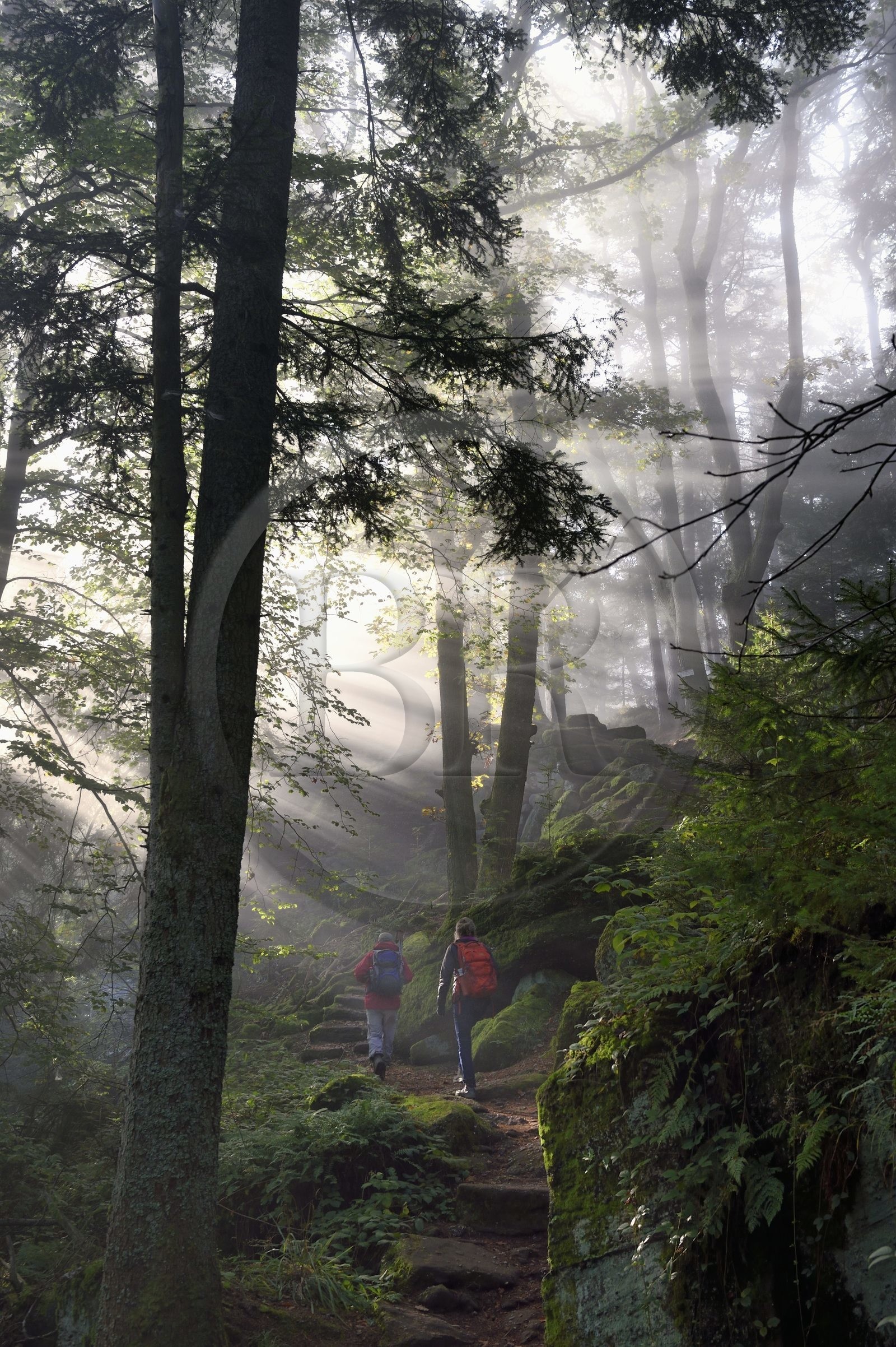France, Bas Rhin, Mont Saint Odile, hike along the Pagan Wall, vestige of a wall probably from the Merovingian period with a total length of eleven kilometers, sunrise in the early morning mist