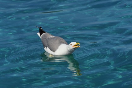 France, Var (83), Iles d'Hyères, Parc national de Port Cros, Ile du Levant, domaine naturiste d'Héliopolis, goélands