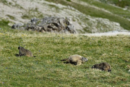 France, Alpes de Haute Provence, Uvernet Fours, Mercantour National Park, Ubaye valley, Cayolle pass (2326 m), Marmot (Marmota marmota) on the the alpine lawn