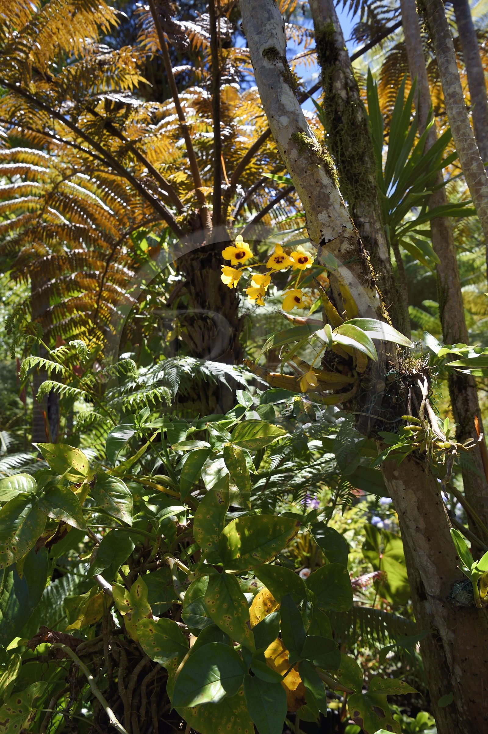 France, Ile de la Reunion, Cirque de Salazie, classé Patrimoine Mondial de l'UNESCO, Hell-Bourg, labellisé les Plus Beaux Villages de France, les luxuriant jardins de la Villa ou Maison Folio, dendrobium nobile aussi appelée orchidée bambou