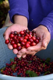 Panama, Chiriqui province, Boquete, Coffee Plantation Finca Lerida, catuai coffee beans harvesting