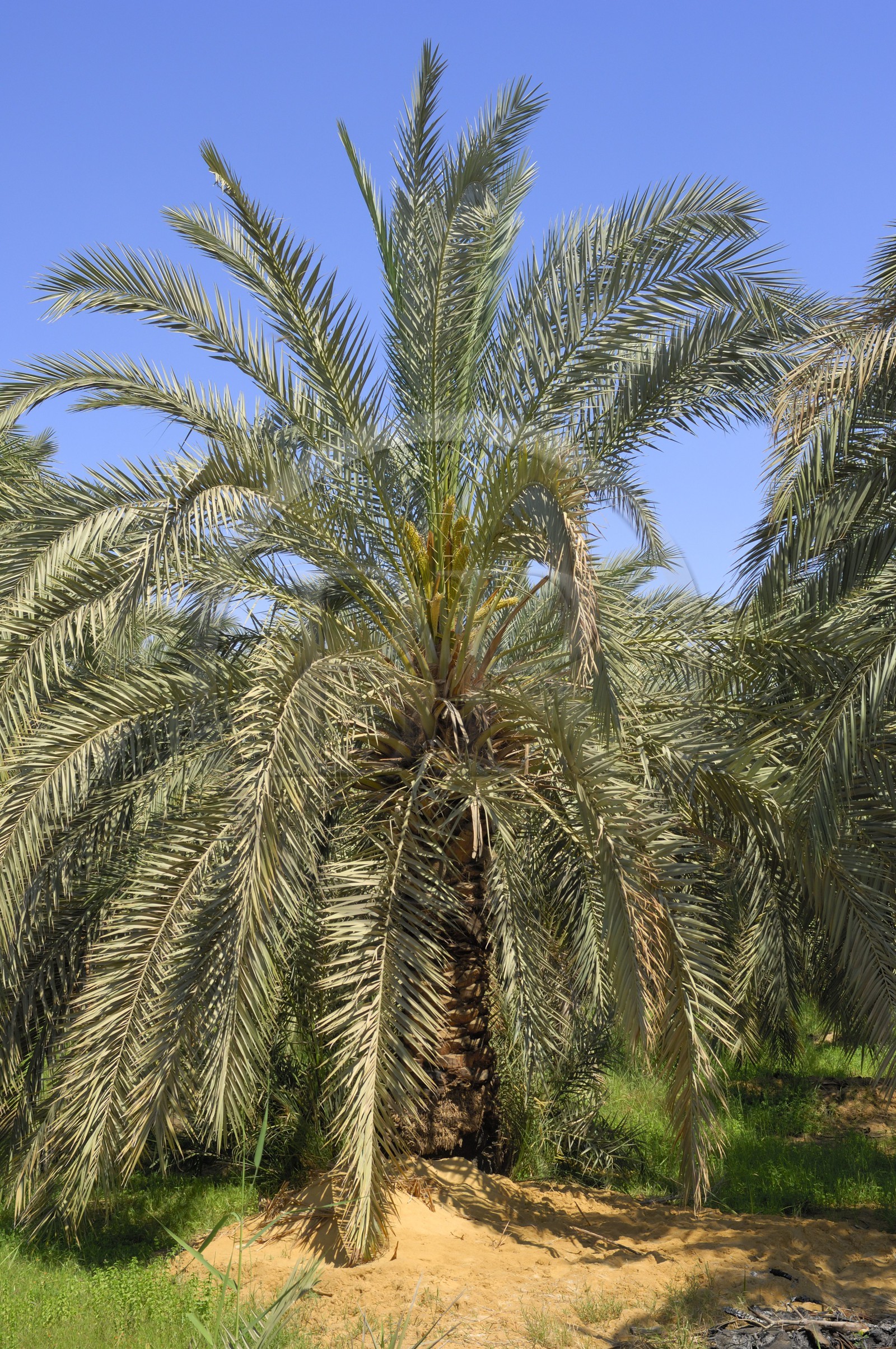 Egypte, Basse-Egypte, désert libyque, oasis de Bahariya (Bahareyya), la palmeraie, un palmier dattiers