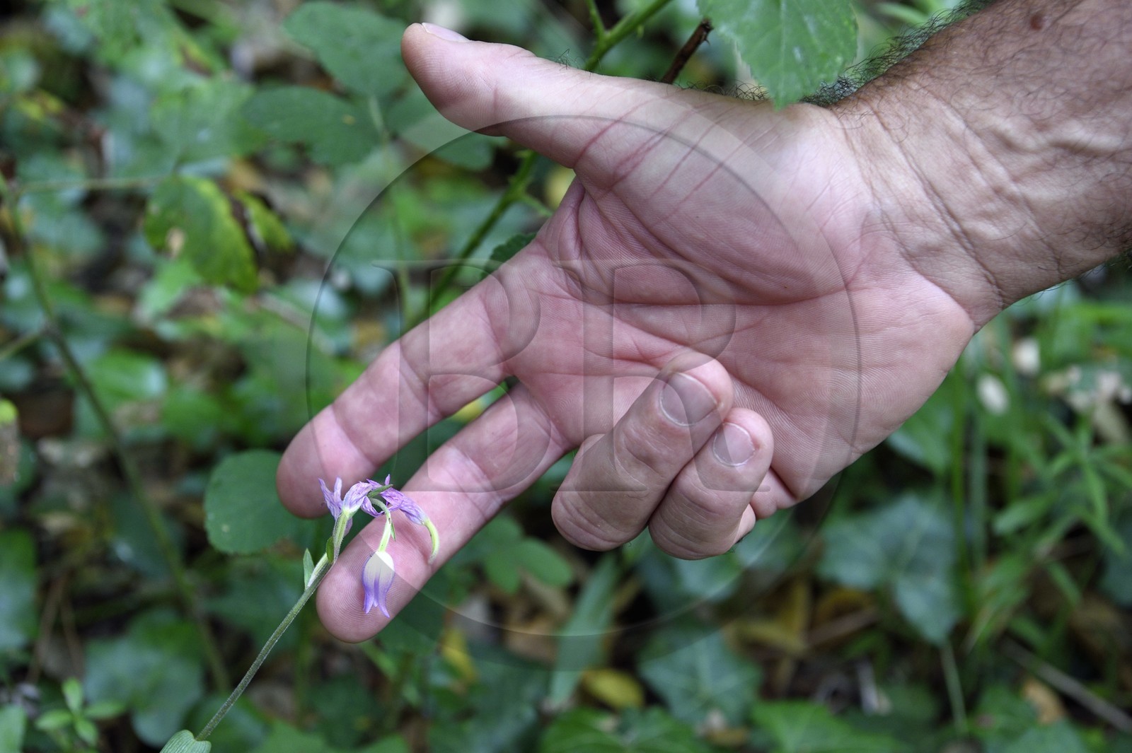 France, Var (83), entre Bagnols-en-Forêt et Roquebrune-sur-Argens, randonnée dans les Gorges du Blavet, orchidée cephalantaire dite du mois de mai