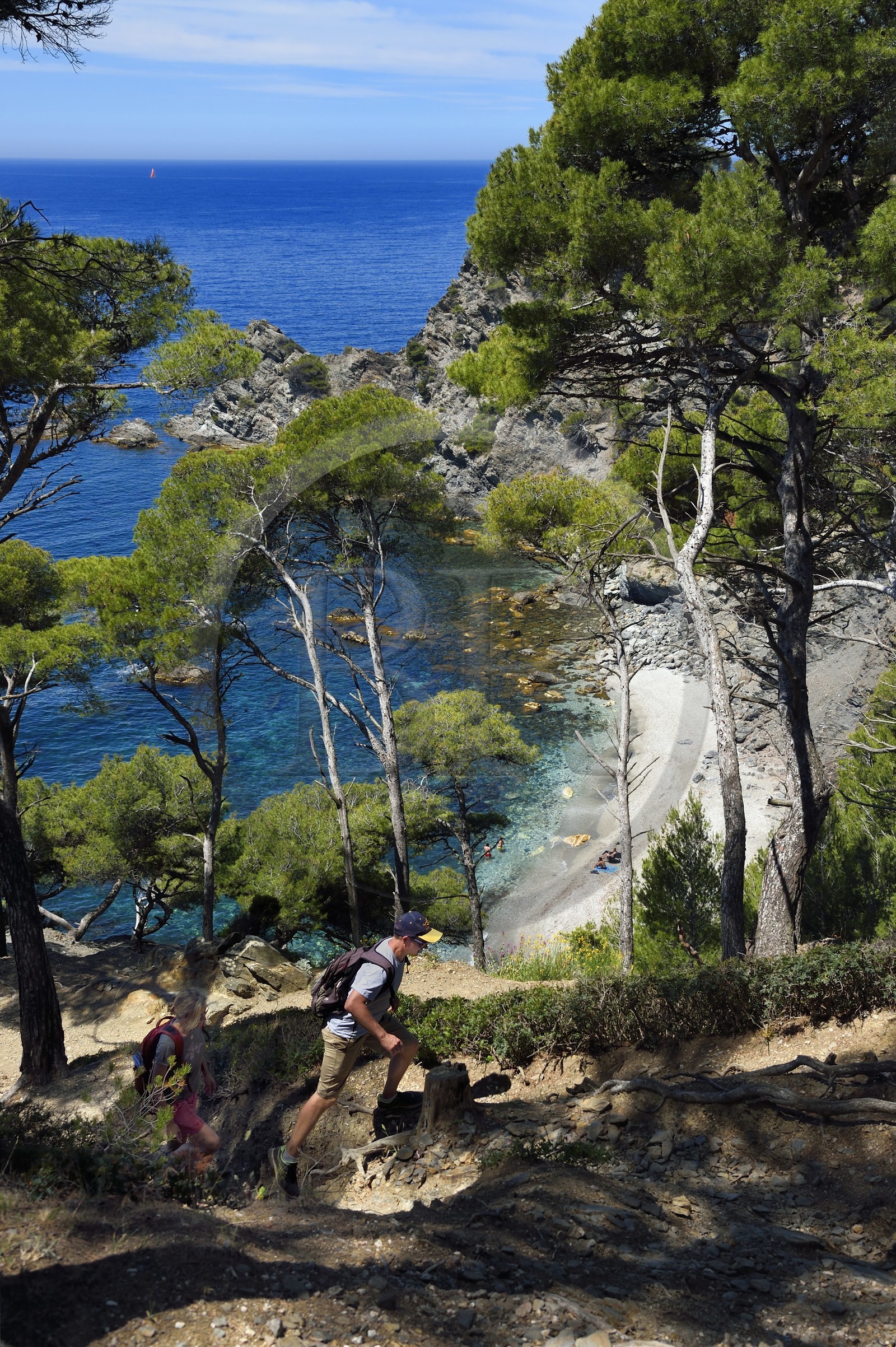 France, Var, Six Fours les Plages, hike in the Cap Sicie massif, Mont Salva beach towards Le Brusc