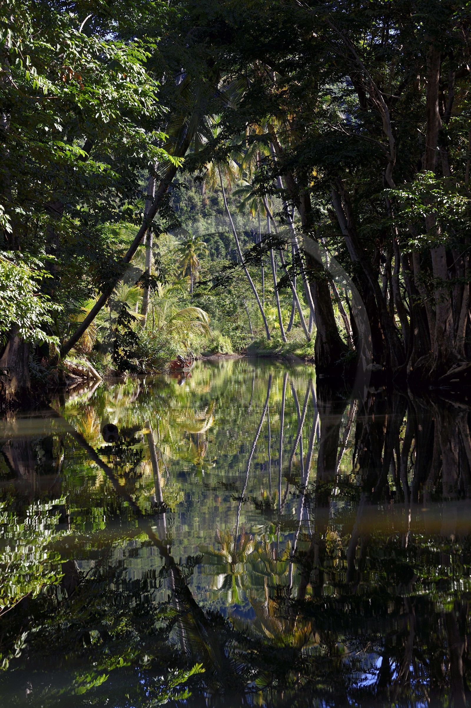 Caraïbes, Ile de la Dominique, Portsmouth, les rives de l'Indian River