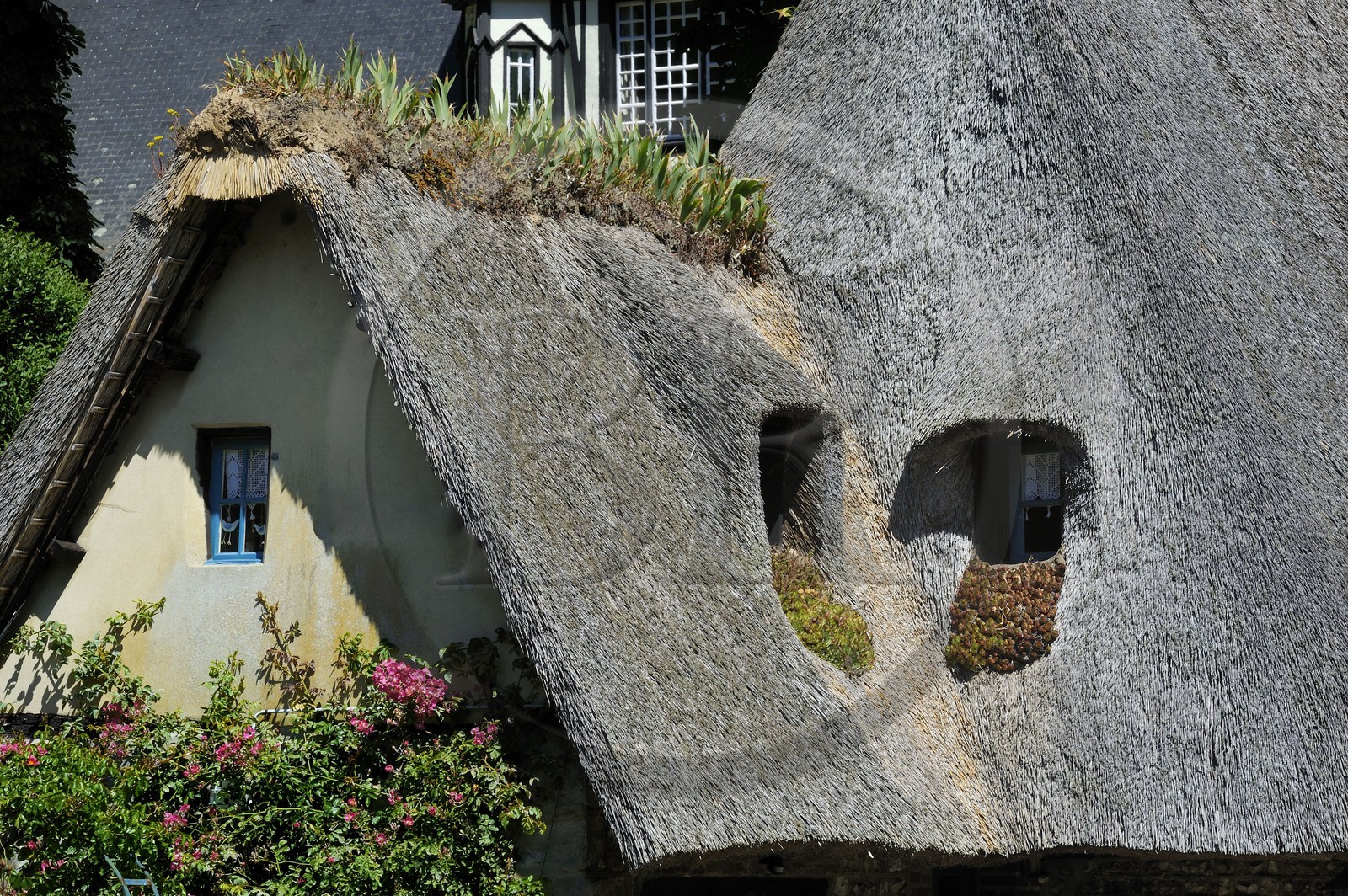 France, Seine-Maritime (76), Veules-les-Roses, toit en chaume
