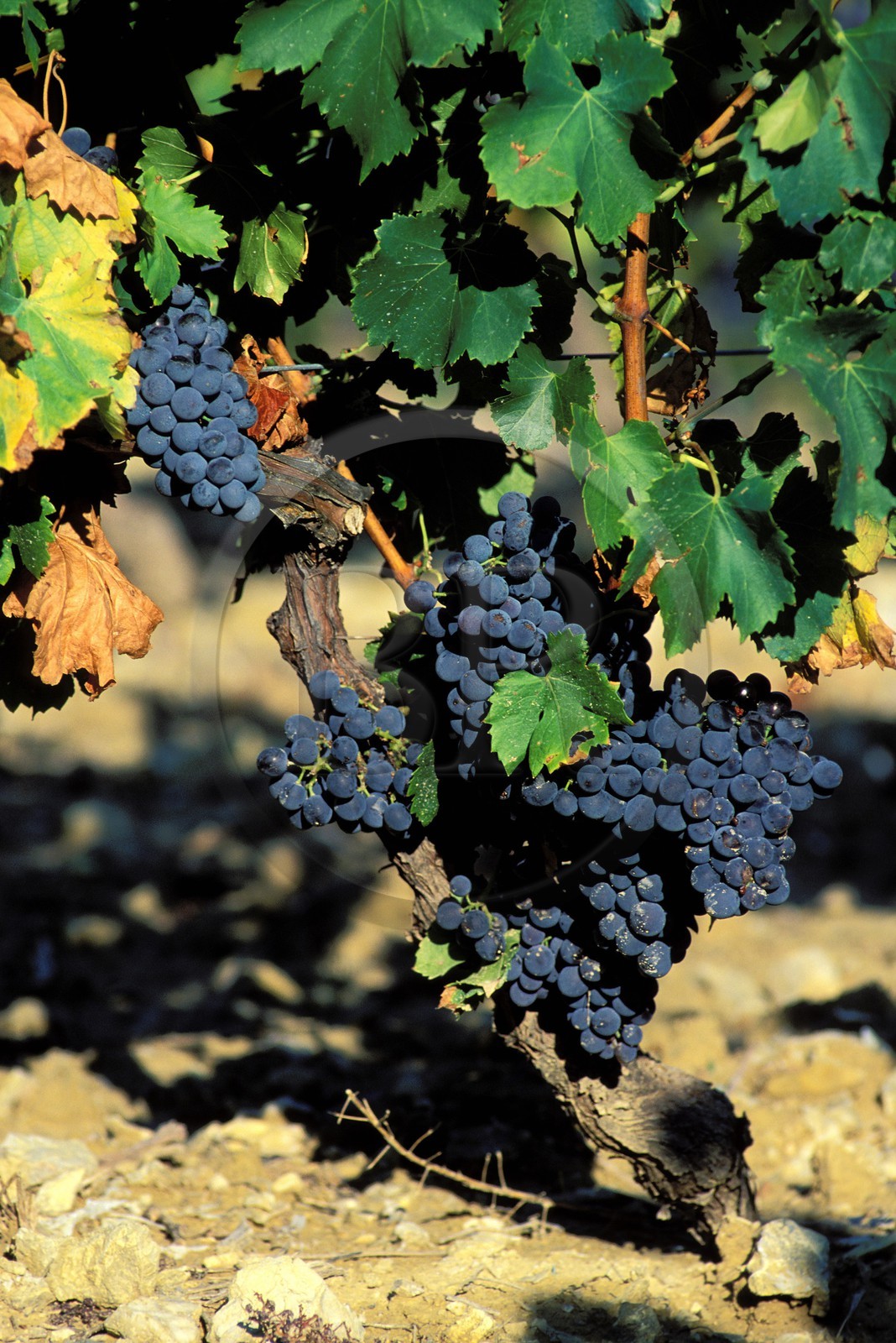 France, Vaucluse (84), vignoble de Côte du Rhône (Comtat Venaissin)