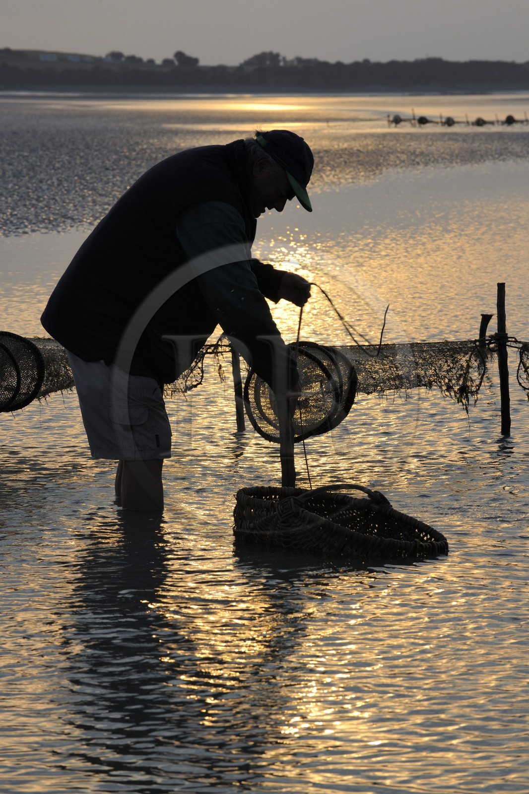 France, Manche, Bay of Mont Saint Michel, listed as World Heritage by UNESCO, Beach fisherman Guy Jugan lifting his nets full of Crangon crangon (grey shrimp) shrimps at dawn