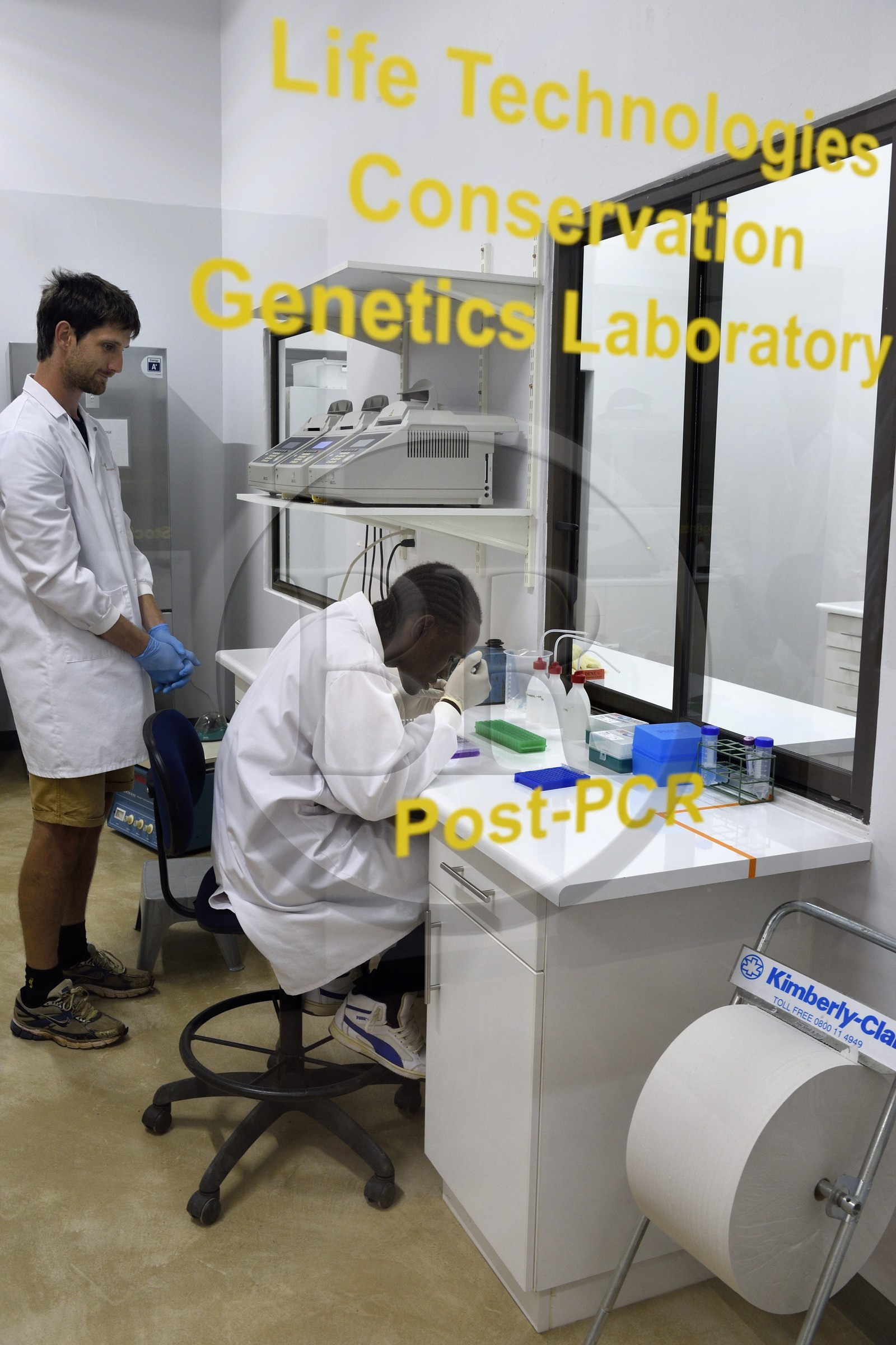 Namibie, Otjiwarongo, Cheetah Conservation Fund, centre de recherche et d'éducation, Life Technologies Conservation Genetics Laboratory