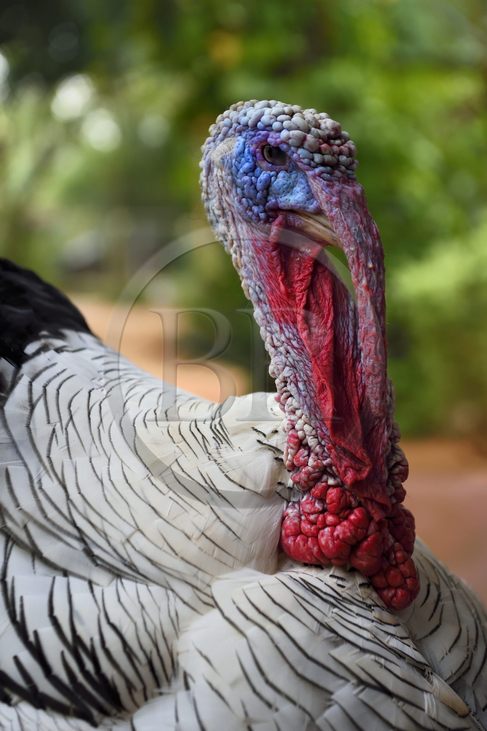 Sri Lanka, province centrale, district de Matale, Dambulla, dindon