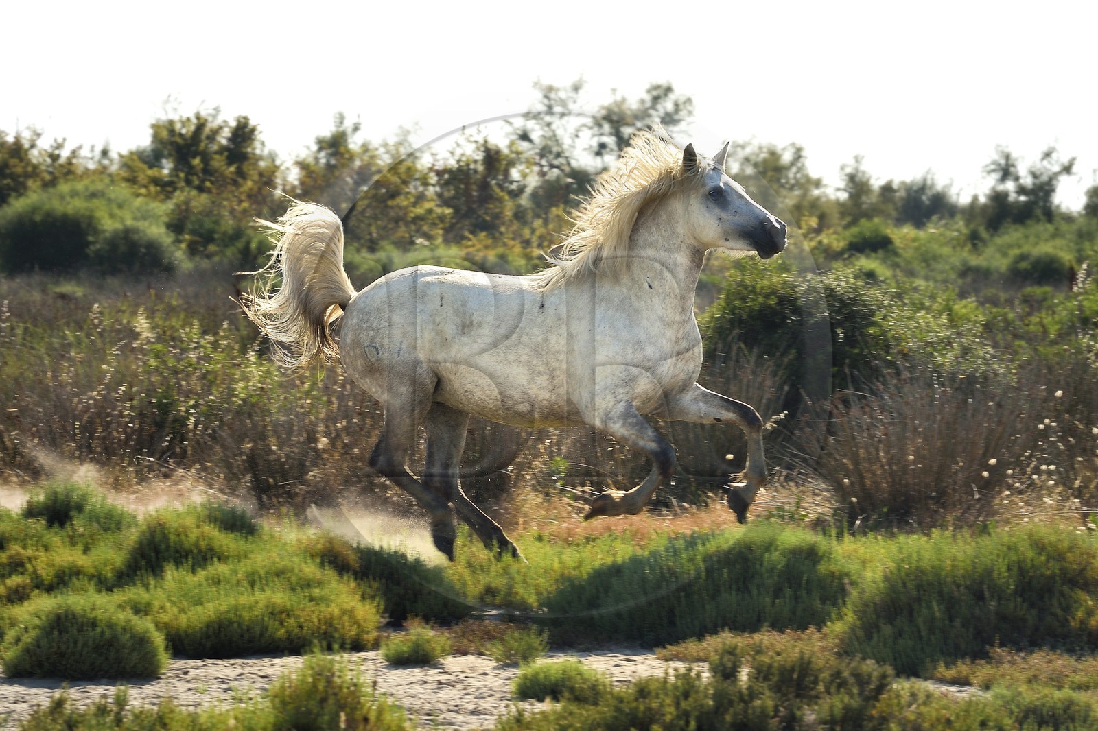 France, Bouches-du-Rhône (13), Parc naturel régional de Camargue, vers l'étang de Malagroy, manade Jacques Mailhan, cheval de Camargue dans la sansouire