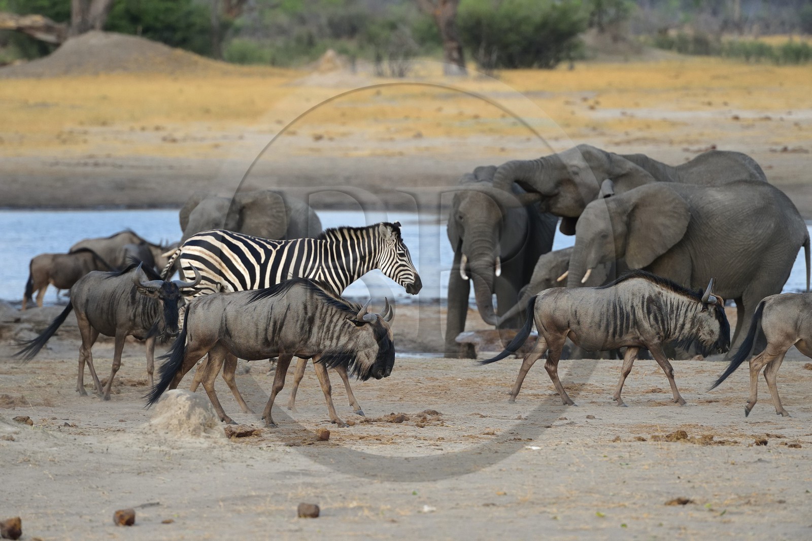 Zimbabwe, Matabeleland North Province, Hwange National Park, blue wildebeest (Connochaetes taurinus)