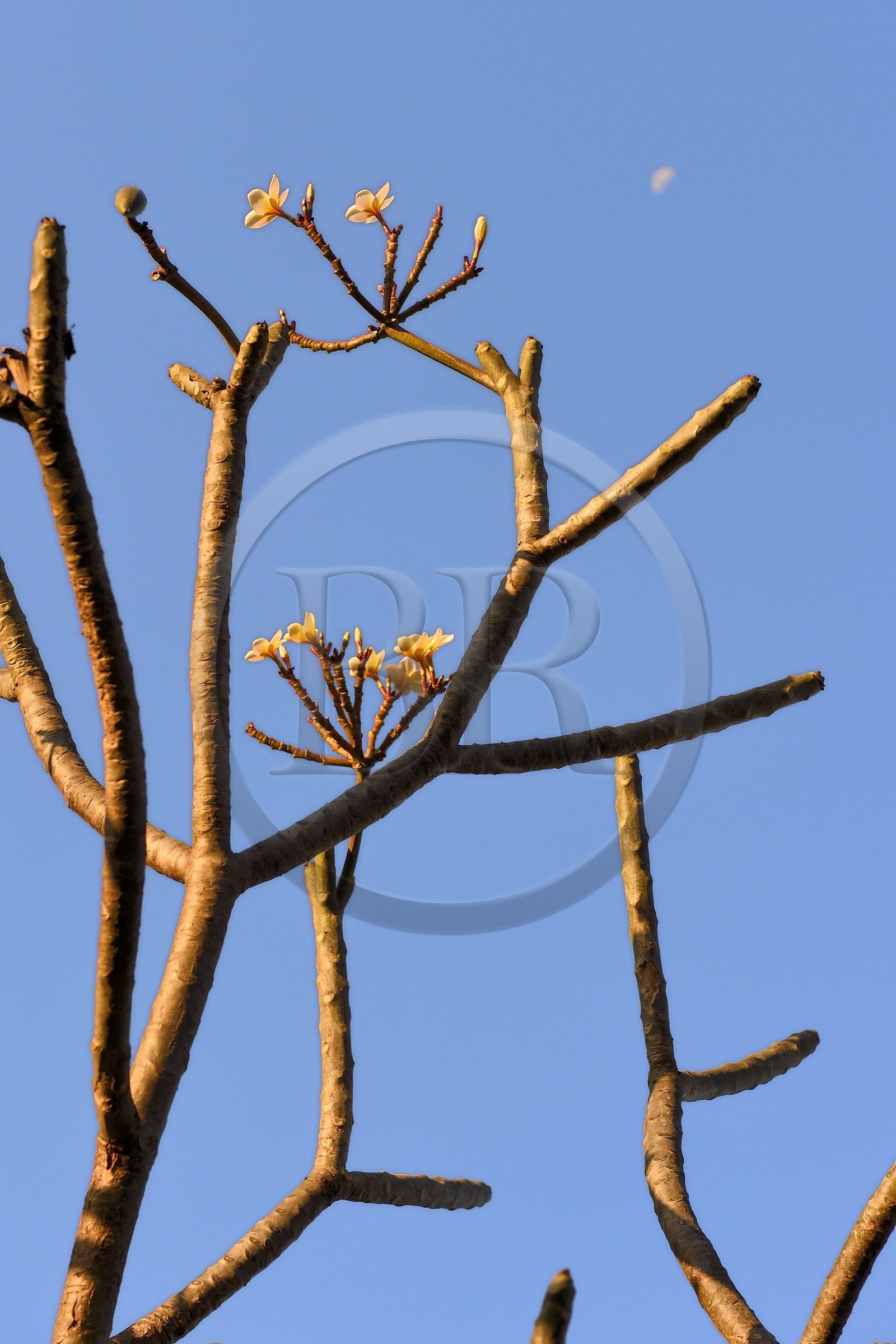 France, Ile de la Reunion, Petite-Ile, Plumeria, également nommé frangipanier
