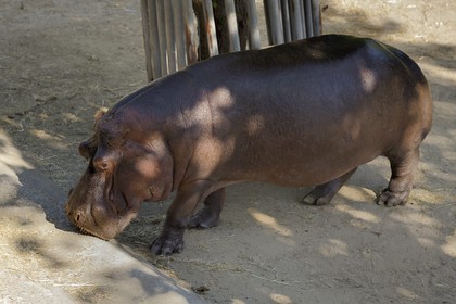 Portugal, Lisbonne, Jardin zoologique, hippopotame nain (Hexaprotodon liberiensis)