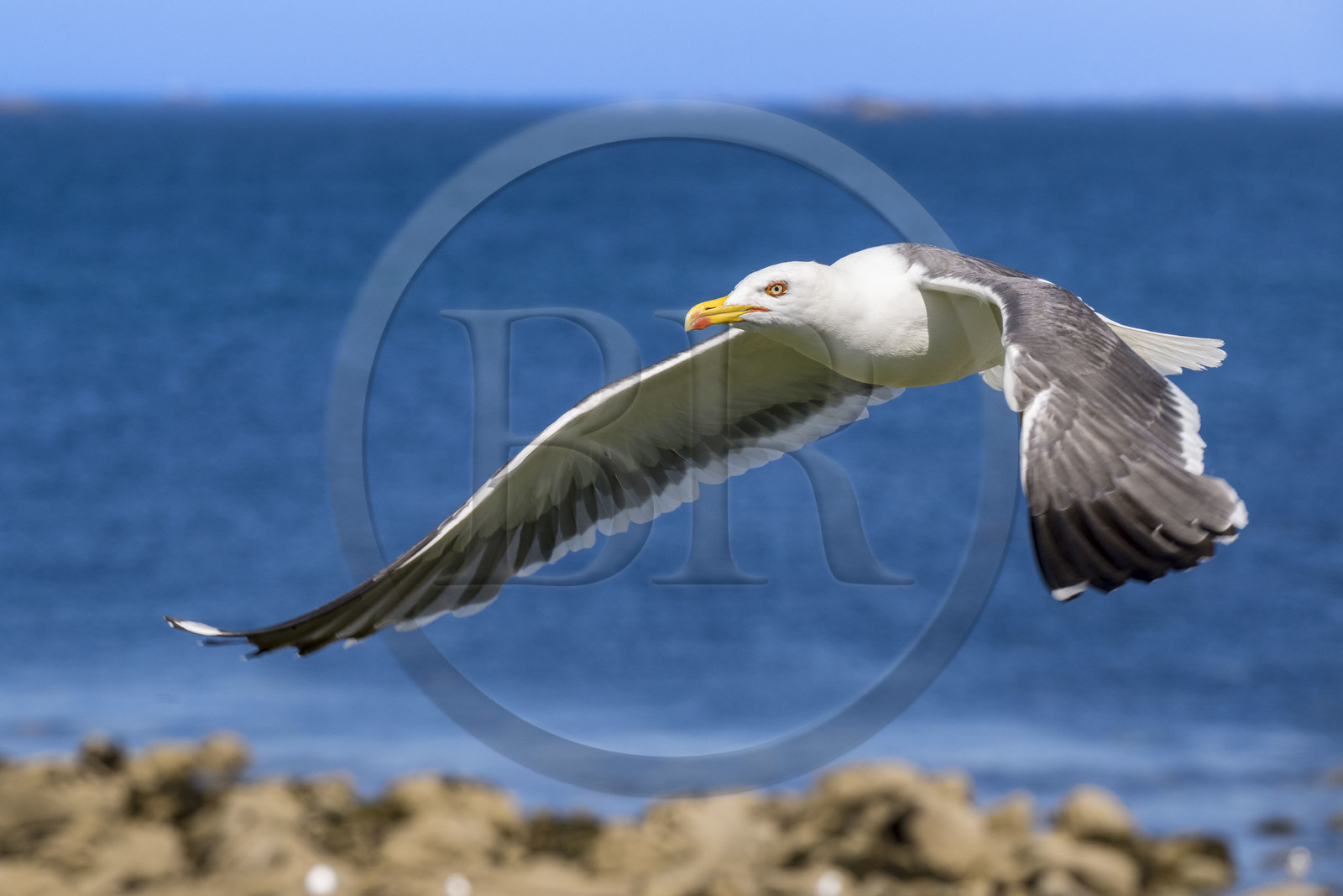 France, Finistère (29), Pays des Abers, Ile Vierge dans l'archipel de Lilia, goéland