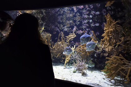 France, Charente-Maritime (17), La Rochelle, Aquarium La Rochelle, Mention obligatoire, poisson lune (Selene vomer)